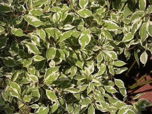 Dereń biały (Cornus alba) Argenteomarginata c2 zdjęcie 2