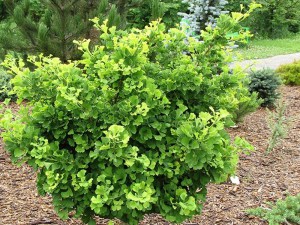 Miłorząb japoński (Ginkgo biloba) Mariken na pniu c7 zdjęcie 2