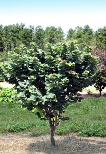 Judaszowiec kanadyjski (Cercis canadensis) Little Woody c3 zdjęcie 2