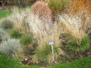 Śmiałek darniowy (Deschampsia cespitosa) Bronzeschleier c1 zdjęcie 1