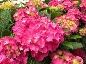 Hortensja ogrodowa (Hydrangea macrophylla) Masja zdjęcie 2