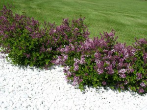 Bez -  lilak (Syringa) Palibin c3 zdjęcie 2