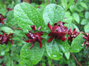 Kielichowiec wonny (Calycanthus floridus) c2 zdjęcie 2