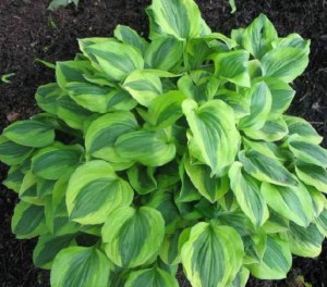 Funkia (Hosta) Grand Tiara zdjęcie 2