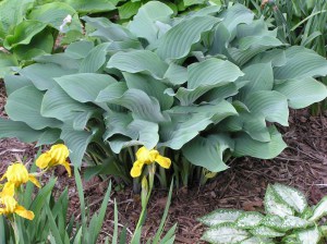 Funkia (Hosta) Krossa Regal sadzonka zdjęcie 2