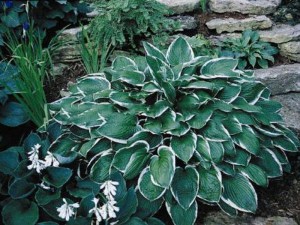 Funkia (Hosta) Francee sadzonka zdjęcie 1