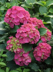 Hortensja ogrodowa (Hydrangea) Glowing Embers c2 zdjęcie 2