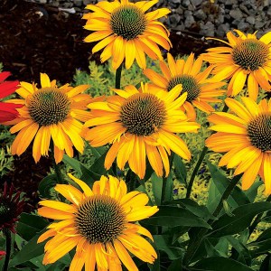 Jeżówka purpurowa (Echinacea) Kismet Yellow zdjęcie 2