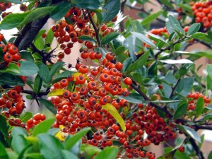 Ognik szkarłatny (Pyracantha coccinea) Red Column c3 zdjęcie 2