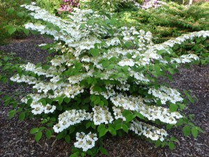 Kalina japońska (Viburnum plicatum) Watanabe sadzonka zdjęcie 4