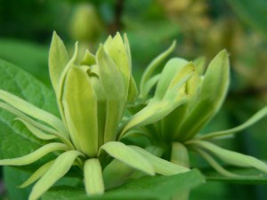 Kielichowiec wonny (Calycanthus floridus) Athens c5 zdjęcie 1