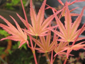 Klon palmowy (Acer palm.) Phoenix c3 c2 zdjęcie 2