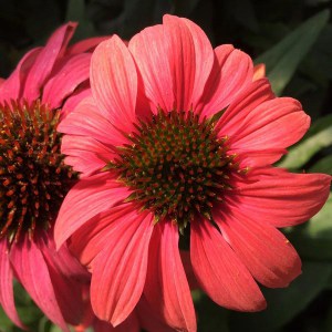 Jeżówka purpurowa Sweet Meadow Mama zdjęcie 1