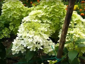 Hydrangea paniculata (Hydrangea paniculata) Magical Andes c2 zdjęcie 2