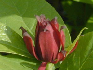 Kielichowiec wonny (Calycanthus floridus) c10 foto 2