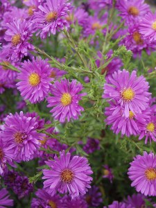 Aster krzaczasty (Aster dumosus) Kassel zdjęcie 2