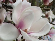 Magnolia Athene c3 zdjęcie 2