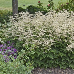Parzydło leśne (Aruncus) Misty Lace c1  zdjęcie 2