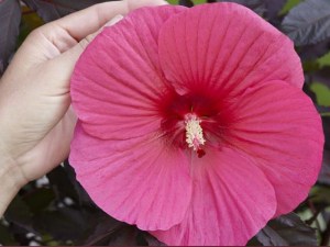 Hibiskus bylinowy (Hibiscus moscheutos) Carousel Pink Passion zdjęcie 2