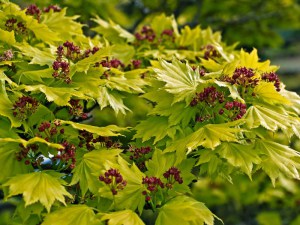 Klon Shirasawy (Acer shirasawum) Aureum c7,5 zdjęcie 2