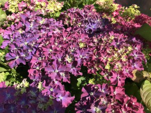 'Hortensja ogrodowa (Hydrangea) Curly Sparkle c3 zdjęcie 7' Hortensja ogrodowa (Hydrangea) Curly Sparkle c3 zdjęcie 7