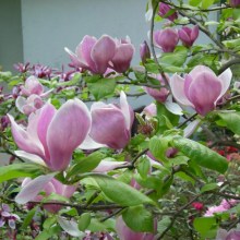Magnolia pośrednia (Magnolia soulangeana) Lennei c3 zdjęcie 1