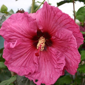 Hibiskus bylinowy (Hibiscus moscheutos) Plum Crazy zdjęcie 1
