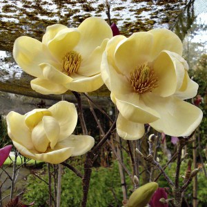 Magnolia Honey Tulip c5 zdjęcie 1