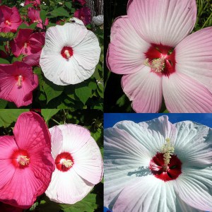 Hibiskus bylinowy (Hibiscus) Southern Belle zdjęcie 1