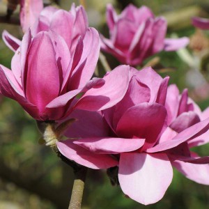 Magnolia Ian's Red c5 zdjęcie 1