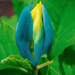 Magnolia acuminata Blue Opal zdjęcie 1