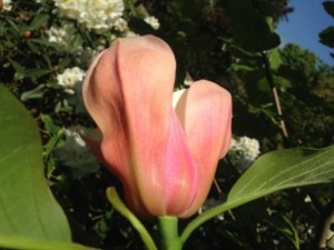 Magnolia Flamingo c3 zdjęcie 5