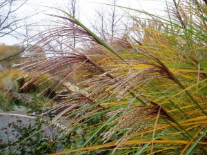 Miskant chiński (Miscanthus sinensis) Gracillimus zdjęcie 6