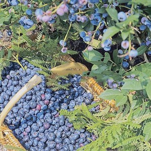 Borówka amerykańska Bluecrop foto 2