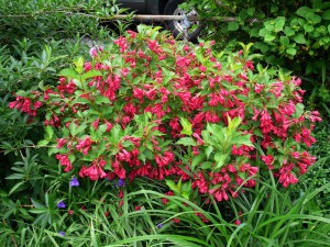 Krzewuszka (Weigela) Red Princes c2 zdjęcie 4