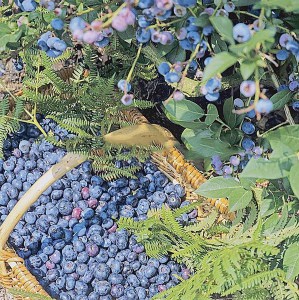 Borówka amerykańska Darrow c1,5 zdjęcie 2
