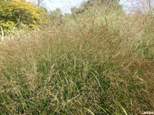 Proso rózgowate (Panicum virgatum) Rehbraun zdjęcie 3