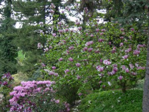 Magnolia pośrednia (Magnolia soulangeana) Lennei c3 zdjęcie 4