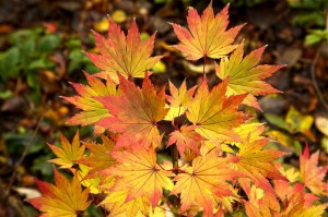 Klon Shirasawy (Acer shirasawum) Jordan c3 zdjęcie 7