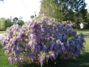 Glicynia (Wisteria) Multijuga syn. Macrobotrys zdjęcie 2