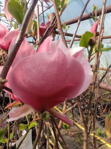 Magnolia Shirazz zdjęcie 3