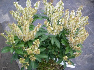 Pieris japoński (Pieris japonica) Debutante zdjęcie 3