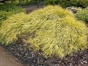 Trawa bambusowa (Hakonechloa) Aureola zdjęcie 2
