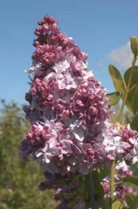 Bez - lilak pospolity (Syringa) Katherine Havemayer zdjecie 2