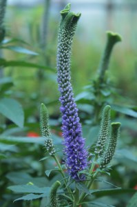 Przetacznik kłosowy (Veronica spicata) Christa zdjęcie 3