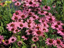 Jeżówka purpurowa (Echinacea) Profusion zdjęcie 3