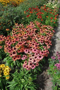 Jeżówka purpurowa (Echinacea) Fountain Orange Bicolour zdjęcie 3