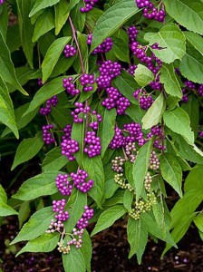 Pięknotka rozwidlona (Callicarpa dichotoma) Issai c3 zdjęcie 3