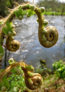 Długosz królewski (Osmunda regalis) Purpurascens c2 zdjęcie 3