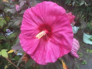Hibiskus bylinowy (Hibiscus moscheutos) Berry Awesome zdjęcie 3